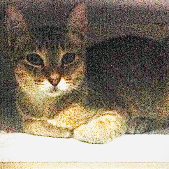 Meet your Posher, Katrina - Picture 1 of 1